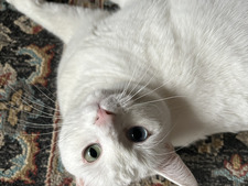 Abby