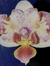 Lillie