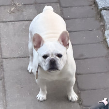 Sheila