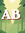 AB