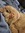 Tabby