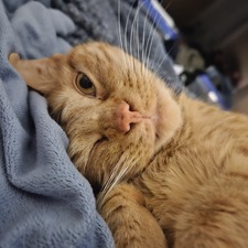 Tabby