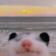 ShyStranger