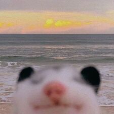 ShyStranger