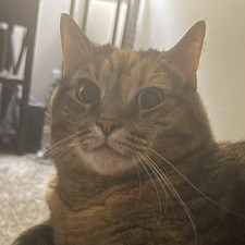 Lily