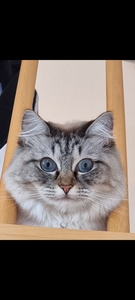Marquess