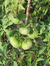 xalakatula