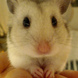 Maia