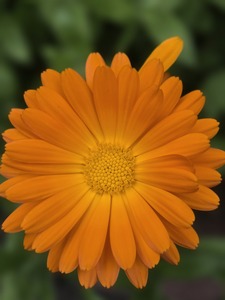 Deb D.