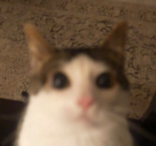 titi