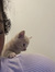 Charlei