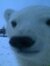 eisbär
