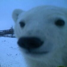 eisbär
