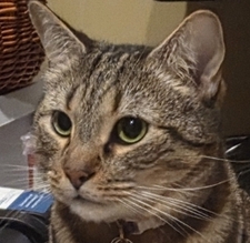 Dylan