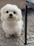 Phoebe