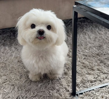Phoebe