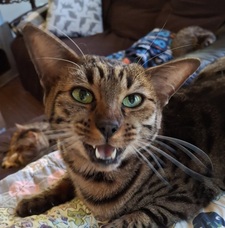 Jasper