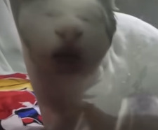 Thehamster