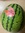 baby watermelon