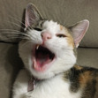 Amy