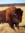 Bison