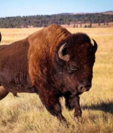 Bison