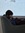 Masoud