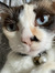 Janice