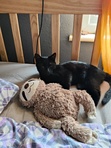 Aniela
