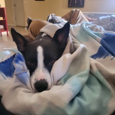 Sam 