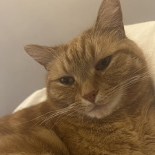 Hugo