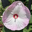 flo
