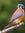 k.kestrel H