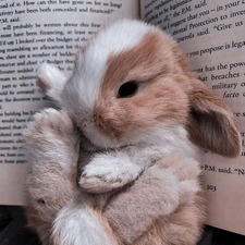 TinyBunnyReads