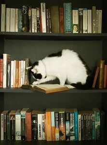 ranreads °❀⋆.ೃ࿔*:･