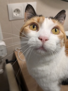 Isabel