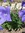 Platycodon grandiflorus