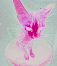 bevf