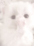 sofi