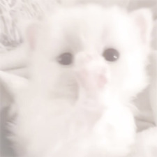 sofi