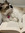 purrfectpageturns