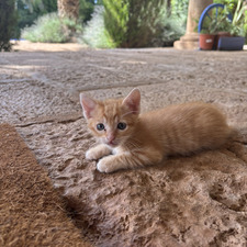 Siilviaa