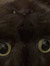 Izzy