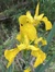 Flora C...