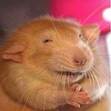 goofyrat