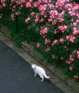 Reem