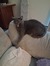 Starcat
