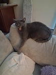 Starcat