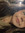 Phieby Nicole