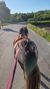 Heidi V S